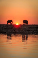 Load image into Gallery viewer, Sunset Elephants - Amanda Jayne Photography