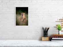 Load image into Gallery viewer, 6903648-1924905