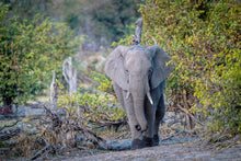 Load image into Gallery viewer, 6903660