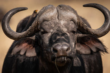 Load image into Gallery viewer, 6903634