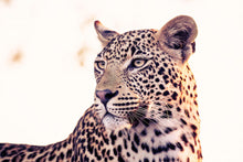 Load image into Gallery viewer, Sunrise Leopard - Amanda Jayne Photography