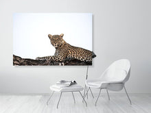 Load image into Gallery viewer, 4641808-1073375