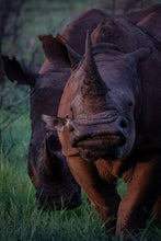 Load image into Gallery viewer, Morning Face - Amanda Jayne Photography