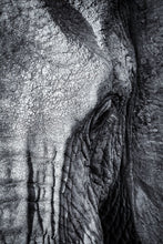 Load image into Gallery viewer, Wrinkles in Time - Amanda Jayne Photography