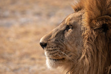 Load image into Gallery viewer, Thinking - Amanda Jayne Photography