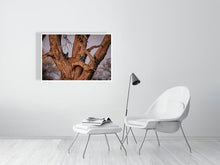 Load image into Gallery viewer, 6903632-1924817