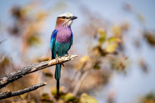 Load image into Gallery viewer, 6903676