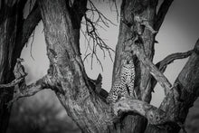 Load image into Gallery viewer, The Queen - Amanda Jayne Photography