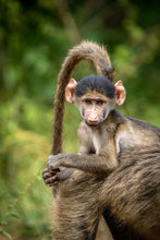 Load image into Gallery viewer, 6903639