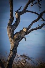 Load image into Gallery viewer, Relaxing - Amanda Jayne Photography