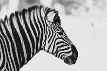 Load image into Gallery viewer, 6903655