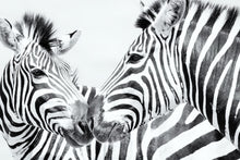 Load image into Gallery viewer, 6903702