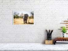 Load image into Gallery viewer, 6903664-1924855