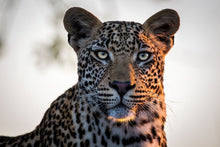 Load image into Gallery viewer, The Golden Leopard - Amanda Jayne Photography