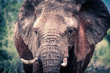 Load image into Gallery viewer, The Giant - Amanda Jayne Photography