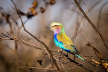 Load image into Gallery viewer, 6903654