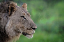 Load image into Gallery viewer, The Future King - Amanda Jayne Photography