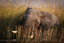 Load image into Gallery viewer, The Water Giant - Amanda Jayne Photography