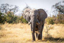 Load image into Gallery viewer, 6903664
