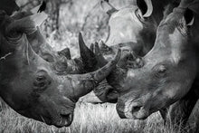 Load image into Gallery viewer, A Rhino Greeting - Amanda Jayne Photography
