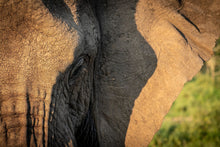 Load image into Gallery viewer, Shadows of an Elephant - Amanda Jayne Photography

