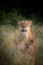 Load image into Gallery viewer, 6903648
