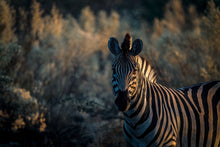 Load image into Gallery viewer, 6903652
