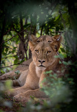 Load image into Gallery viewer, 6903637
