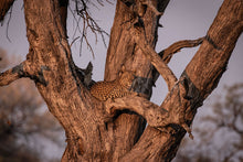 Load image into Gallery viewer, 6903632
