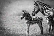 Load image into Gallery viewer, Baby Stripes - Amanda Jayne Photography
