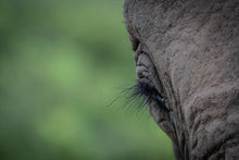 Load image into Gallery viewer, Long Lashes - Amanda Jayne Photography
