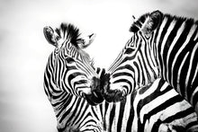 Load image into Gallery viewer, 6903629
