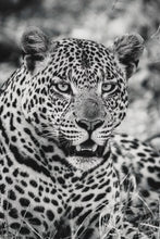 Load image into Gallery viewer, 6903667
