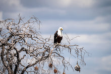 Load image into Gallery viewer, 6903643
