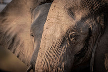 Load image into Gallery viewer, Seeing Double - Amanda Jayne Photography
