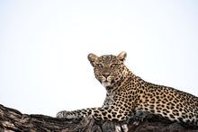 Load image into Gallery viewer, Afternoon Siesta - Amanda Jayne Photography
