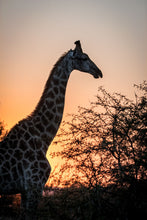 Load image into Gallery viewer, Sunset Giraffe - Amanda Jayne Photography
