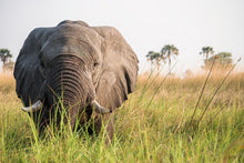 Load image into Gallery viewer, The Delta Elephant - Amanda Jayne Photography
