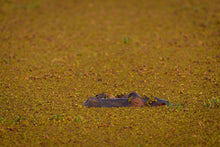 Load image into Gallery viewer, Hidden Treasures - Amanda Jayne Photography
