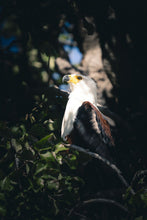 Load image into Gallery viewer, 6903640
