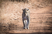 Load image into Gallery viewer, Afternoon Stroll - Amanda Jayne Photography
